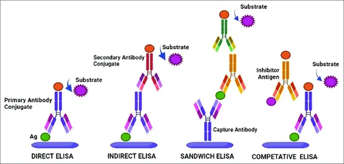 ELISA types and its principle. ELISA: Enzyme-linked immunosorbent assay.