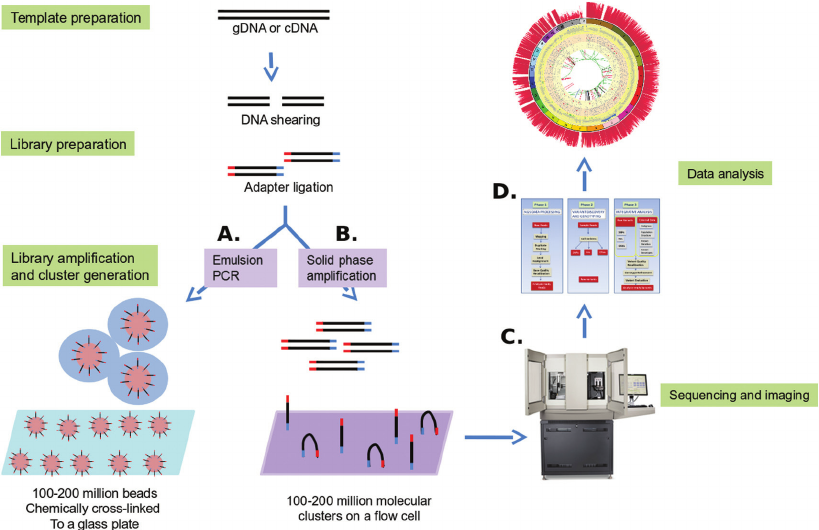 NGS technologies: template preparation, sequencing and imaging and data analysis. For WGS, gDNA is sheared by sonication or nebulisation to form fragments of 300–500 bp. Library amplification can be done by either emPCR or solid-phase amplification. In emPCR (A), a reaction mixture consisting of an oil–aqueous emulsion is created to encapsulate bead–DNA complexes into single aqueous droplets. PCR amplification is performed within these droplets to create beads containing several thousand copies of the same template sequence. EmPCR beads can be chemically attached to a glass slide or deposited into PicoTiterPlate wells. Solid-phase amplification (B) is composed of two basic steps: initial priming and extending of the single-stranded, single-molecule template, and bridge amplification of the immobilised template with immediately adjacent primers to form clusters. (C) Sequencing and imaging using one of the platforms described above. (D) Data analysis using the available software or an integrated workflow such as the GATK pipeline described below.