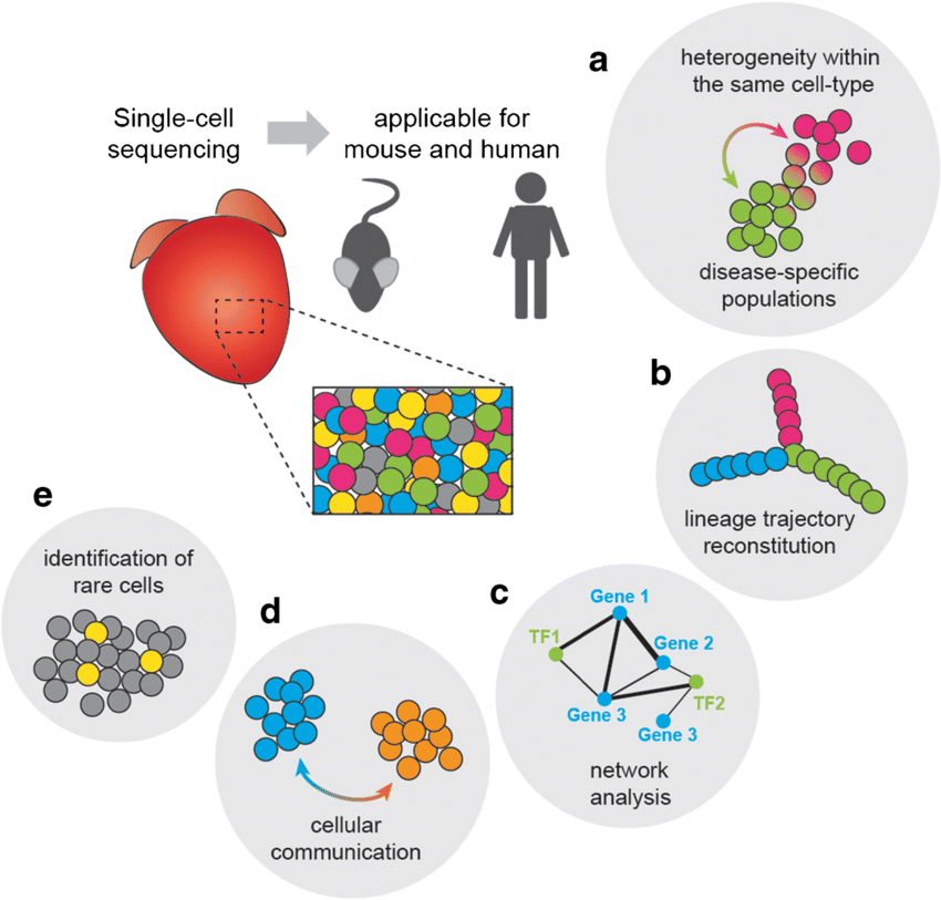 Schematic representation of a commonly used application of single-cell sequencing in the adult mammalian heart. a Heterogeneity within the same cell type, including disease-specific populations. b Lineage trajectory reconstitution. c Network analysis. d Cellular communication. e Identification of rare cells