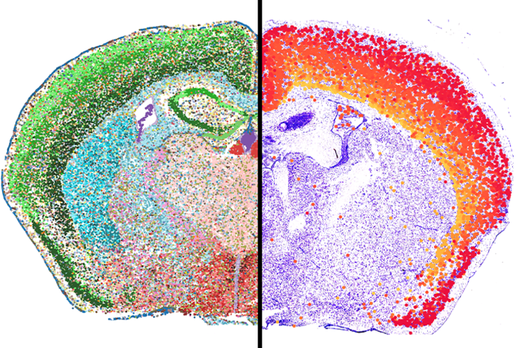On the left, a molecular cell-type map of one mouse brain slice colored by subcluster, with each dot representing one cell (courtesy of the Wang and J. Liu labs). On the right, a series of cell populations colored red, orange, and yellow are mapped onto the motor cortex of a mouse brain slice from the spatial dataset (courtesy of the Macosko and Chen labs).