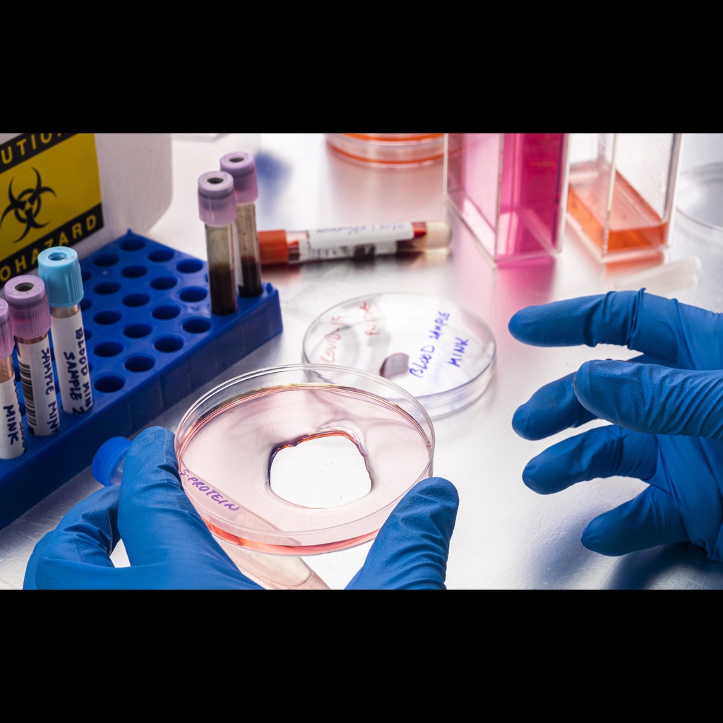 3 min Detergent free Total Protein Extraction Assay  ''Animal Cells''